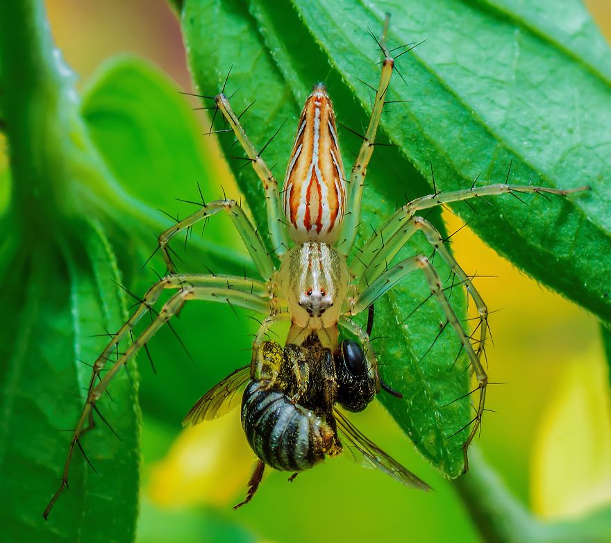 A Lynx Spider With Its Prey