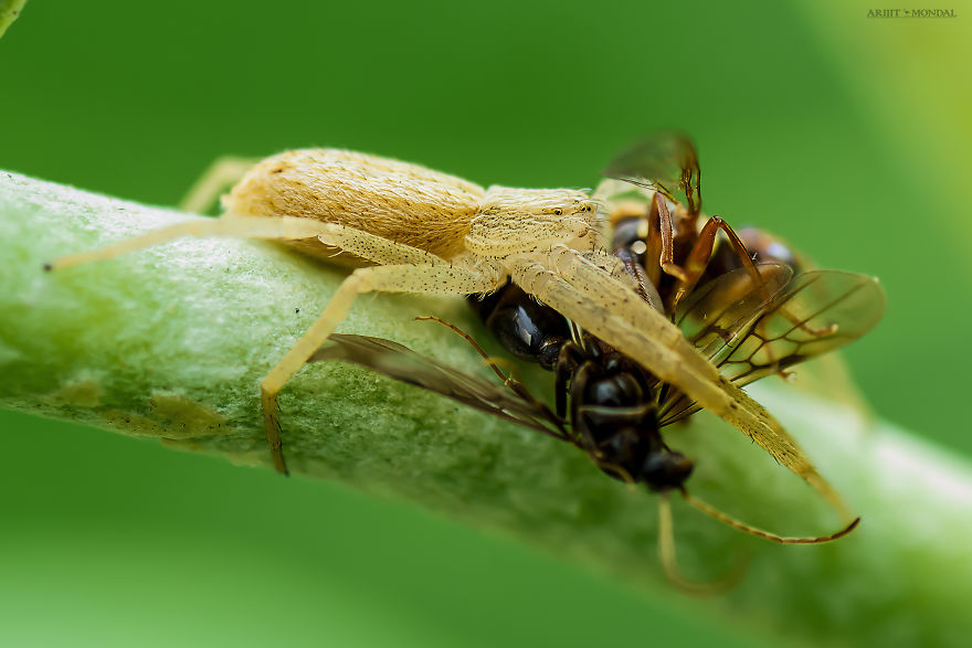 An Orb Spider With Its Prey