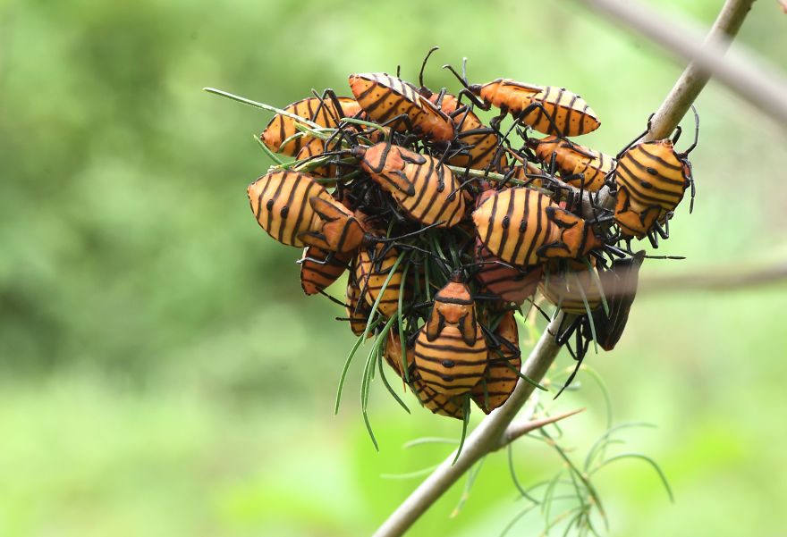 I Take Macro Pictures Of Insects