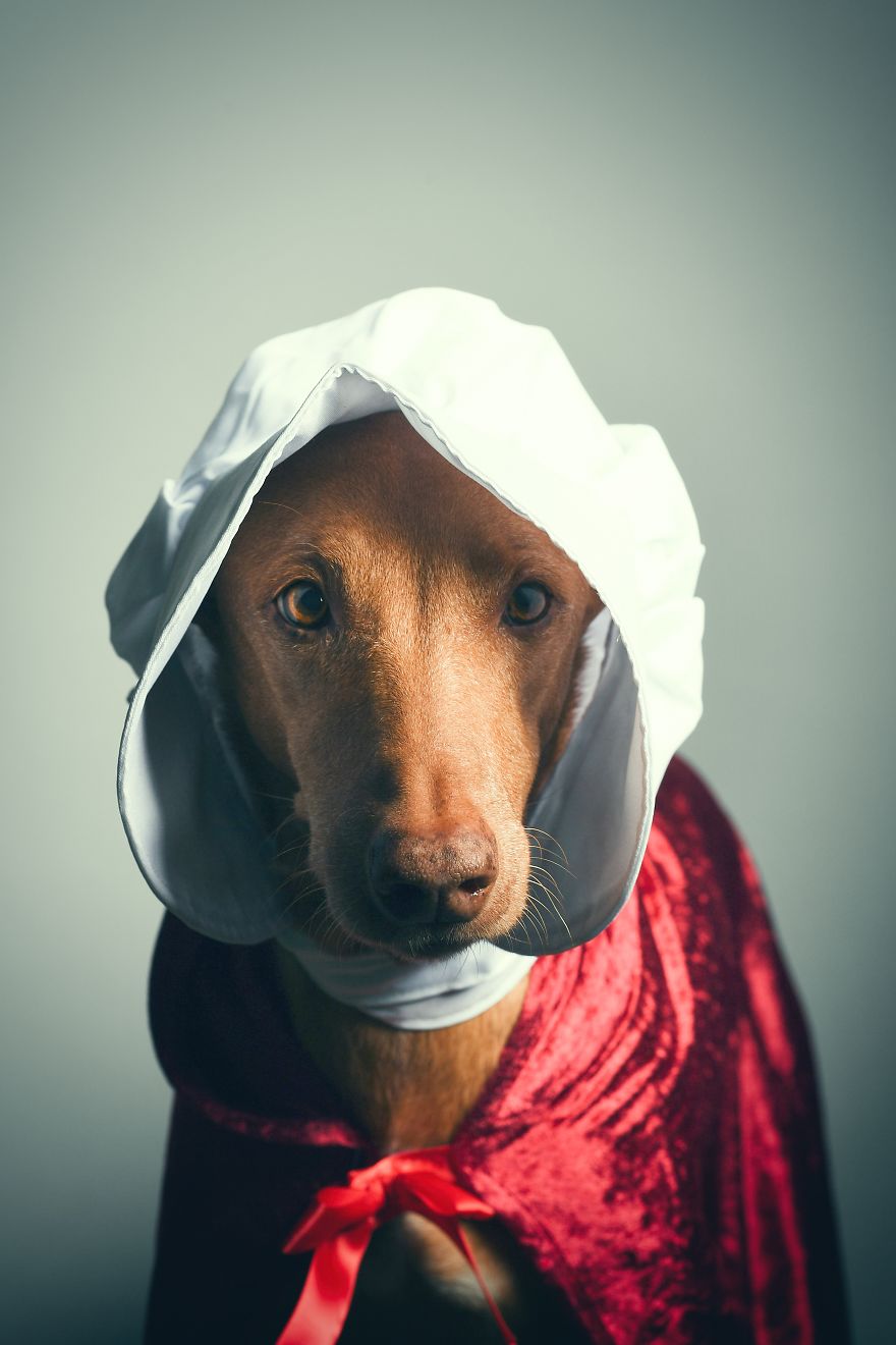 I Found A Way To Honor My Pharaoh Hound And The Joy He Gives Us Through Images That I Hope Will Make You Smile!