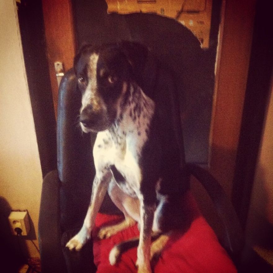 English Pointers, Anyone?