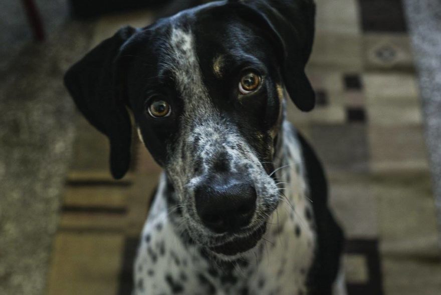 English Pointers, Anyone?