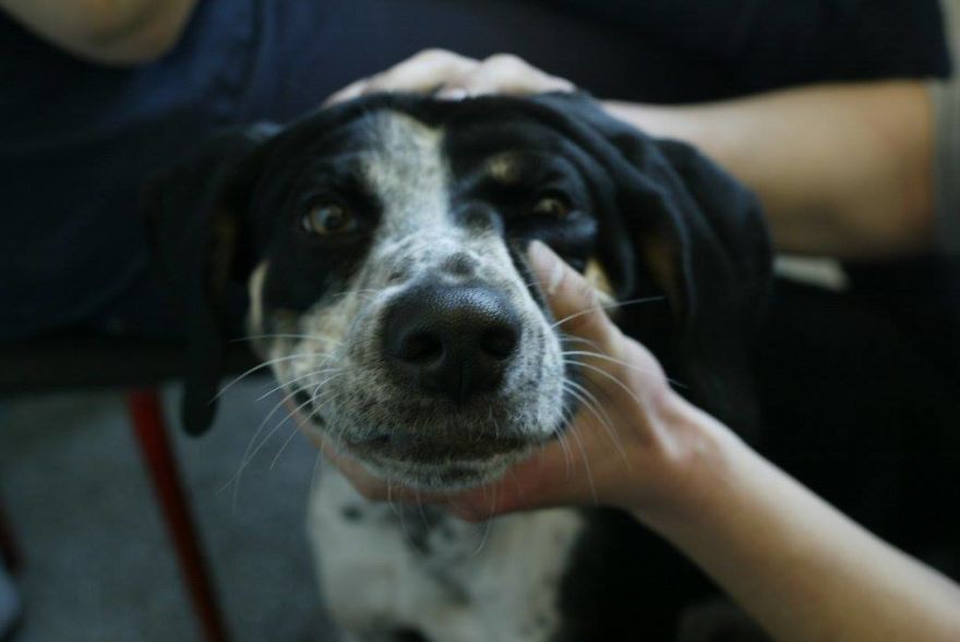 English Pointers, Anyone?