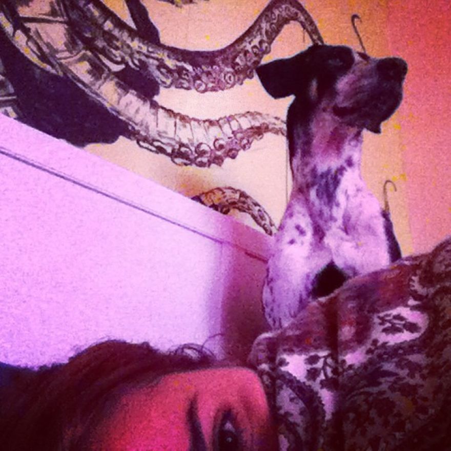 English Pointers, Anyone? English Pointers, Anyone?