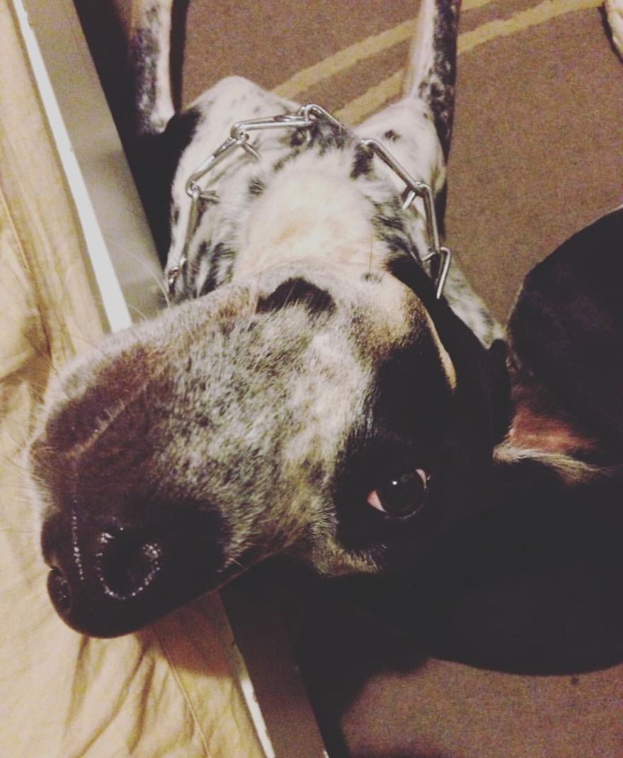 English Pointers, Anyone? English Pointers, Anyone?