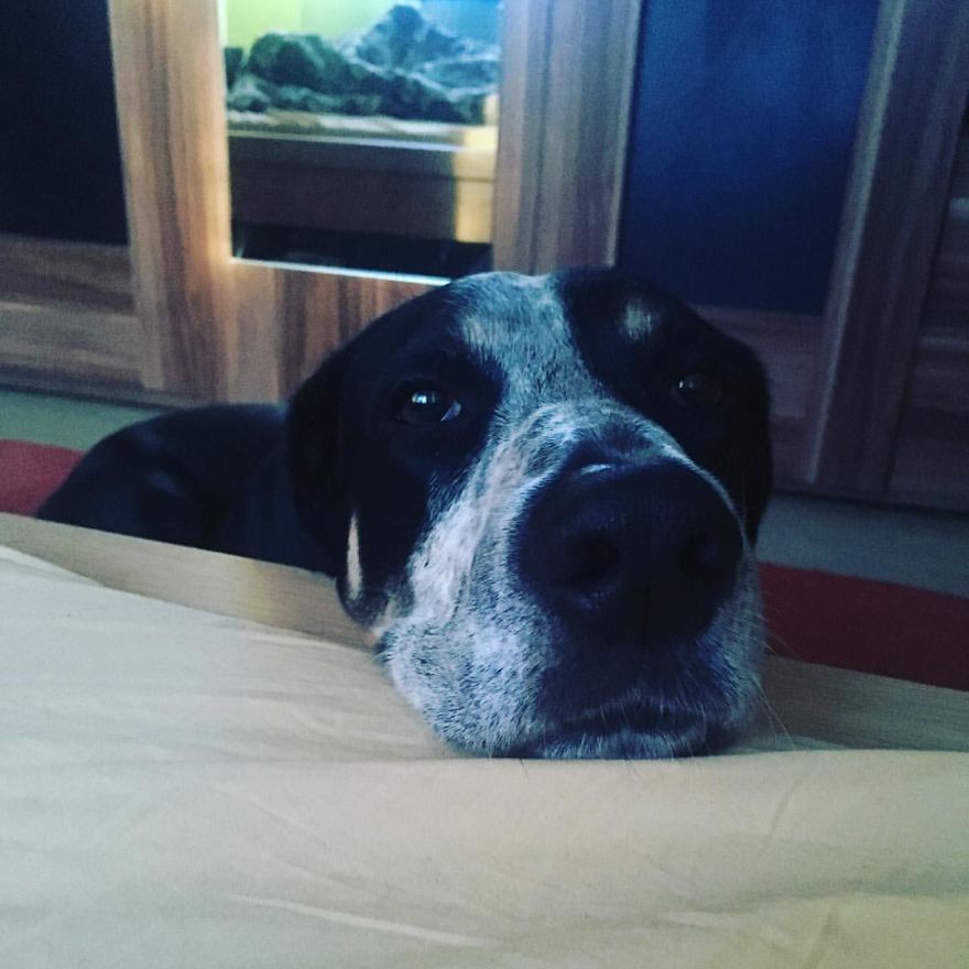 English Pointers, Anyone? English Pointers, Anyone?