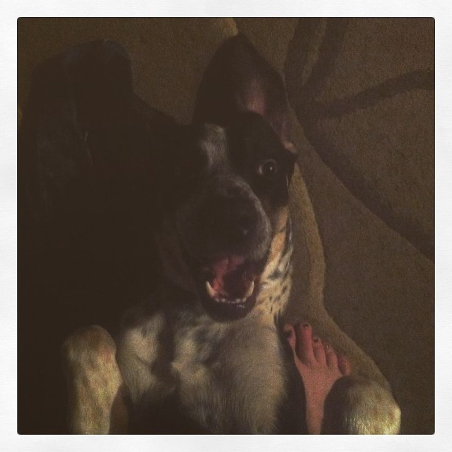 English Pointers, Anyone?