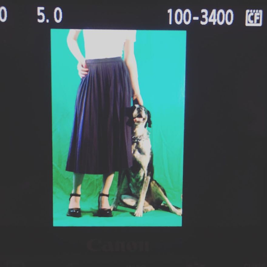 English Pointers, Anyone? English Pointers, Anyone?