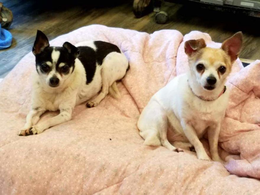 Chico (left) And Lily (right) Both 12 Years Old, Syracuse, New York