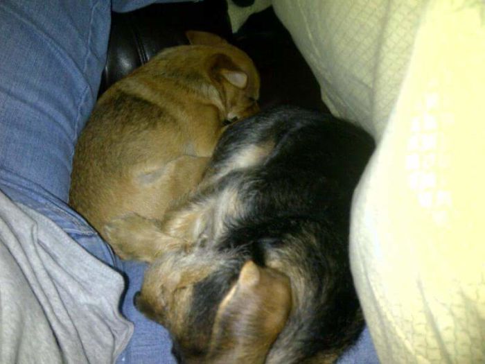 My Chewie Is 5 Today.