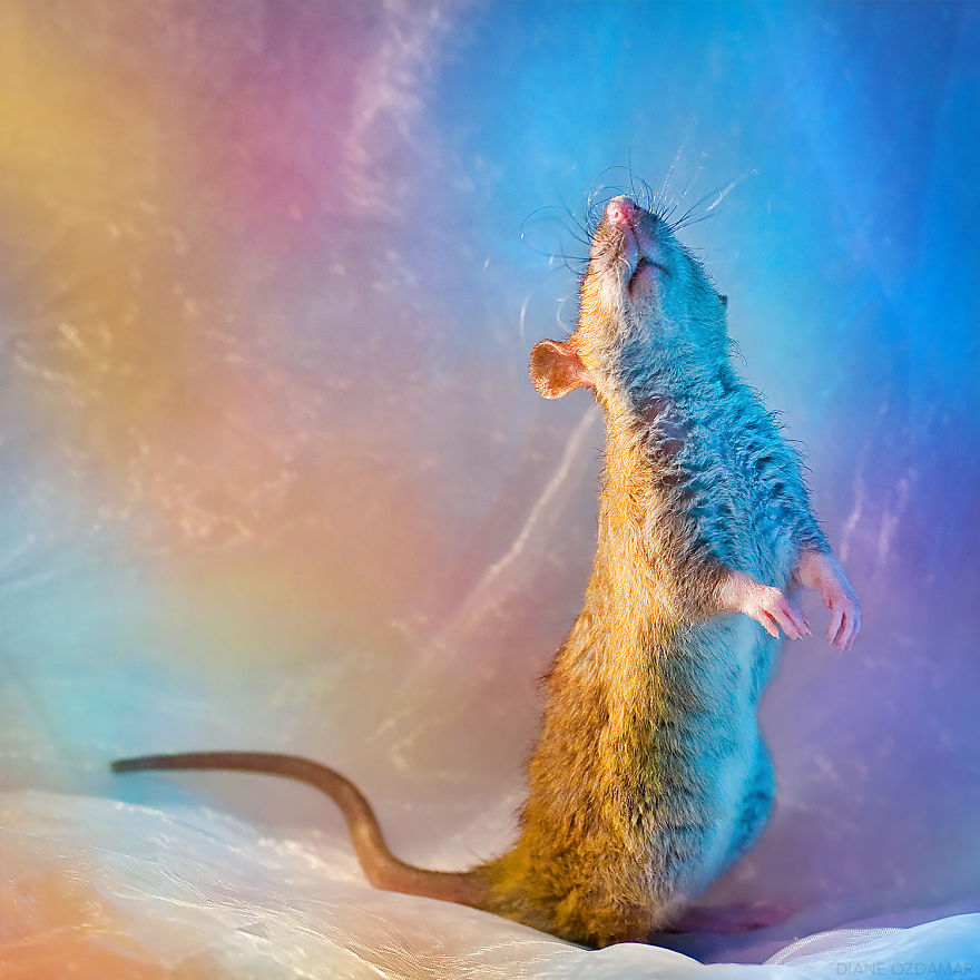 The Ballerina (Fenrir)