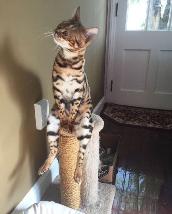 Funny-tiny-face-cats-photoshop-battle