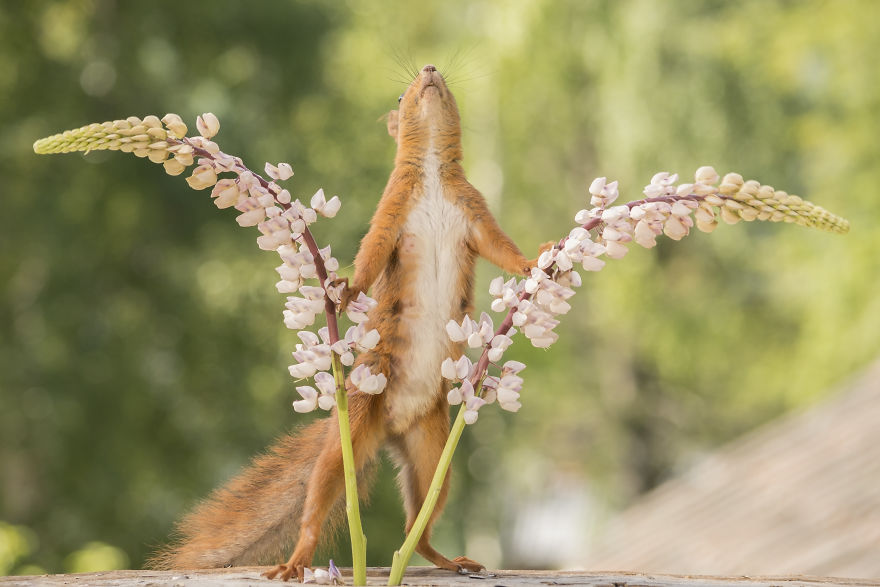 Squirrels Doing Karate Squirrels Doing Karate