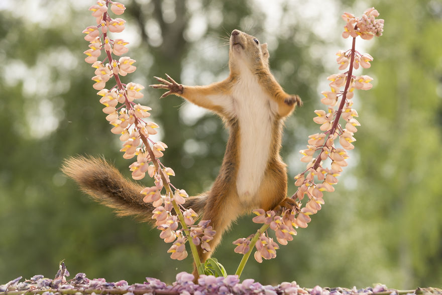 Squirrels Doing Karate Squirrels Doing Karate