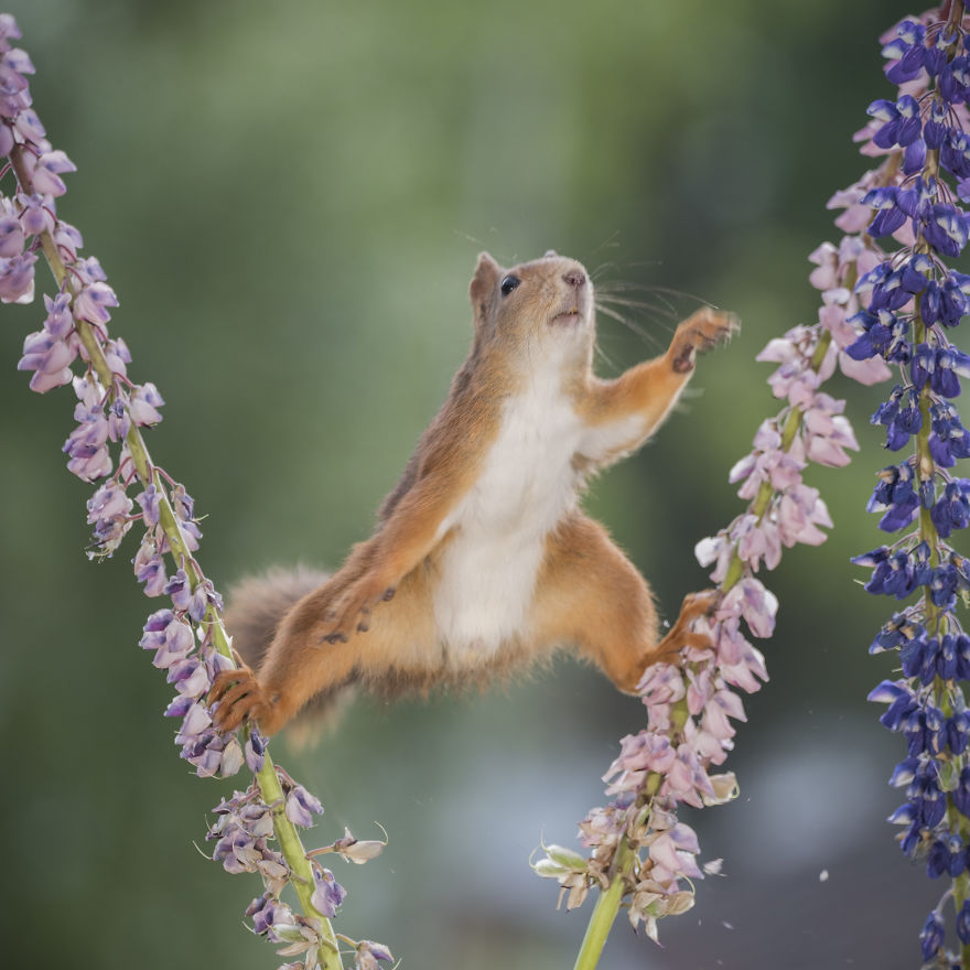 Squirrels Doing Karate Squirrels Doing Karate