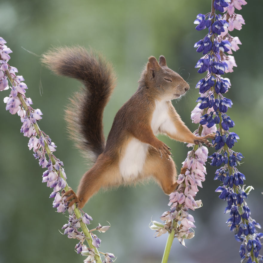 Squirrels Doing Karate Squirrels Doing Karate