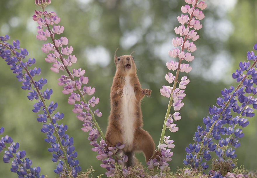 Squirrels Doing Karate Squirrels Doing Karate