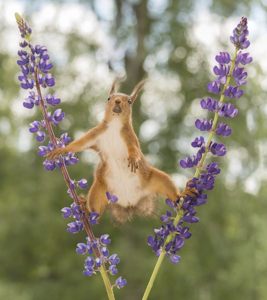 Squirrels Doing Karate Squirrels Doing Karate