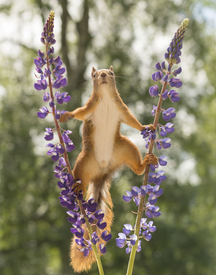 Squirrels Doing Karate Squirrels Doing Karate