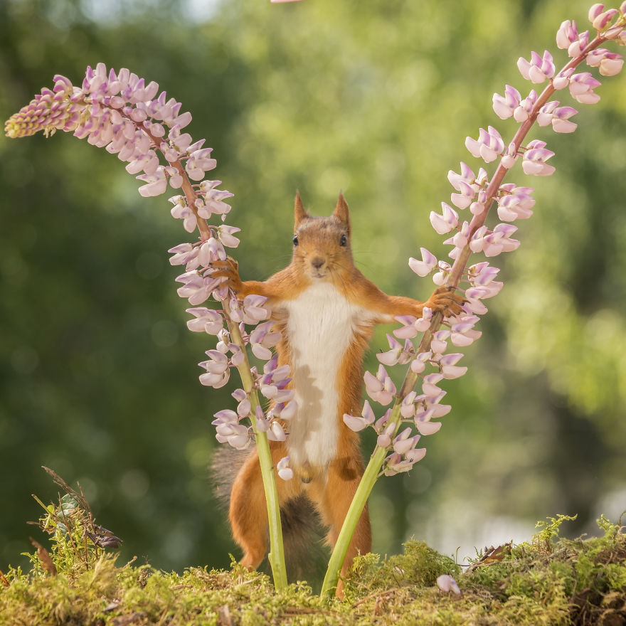Squirrels Doing Karate Squirrels Doing Karate