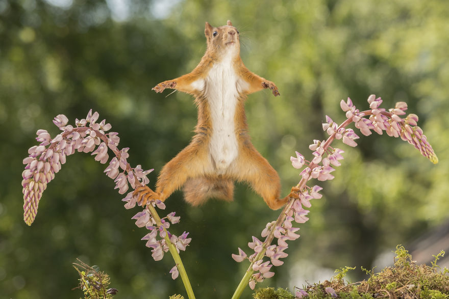 Squirrels Doing Karate Squirrels Doing Karate
