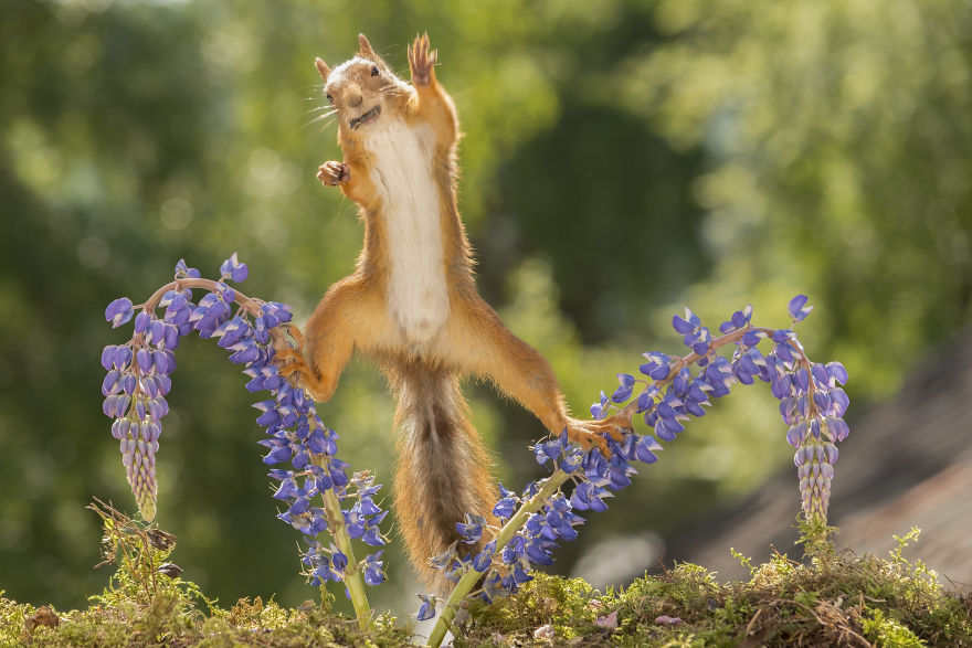 Squirrels Doing Karate Squirrels Doing Karate