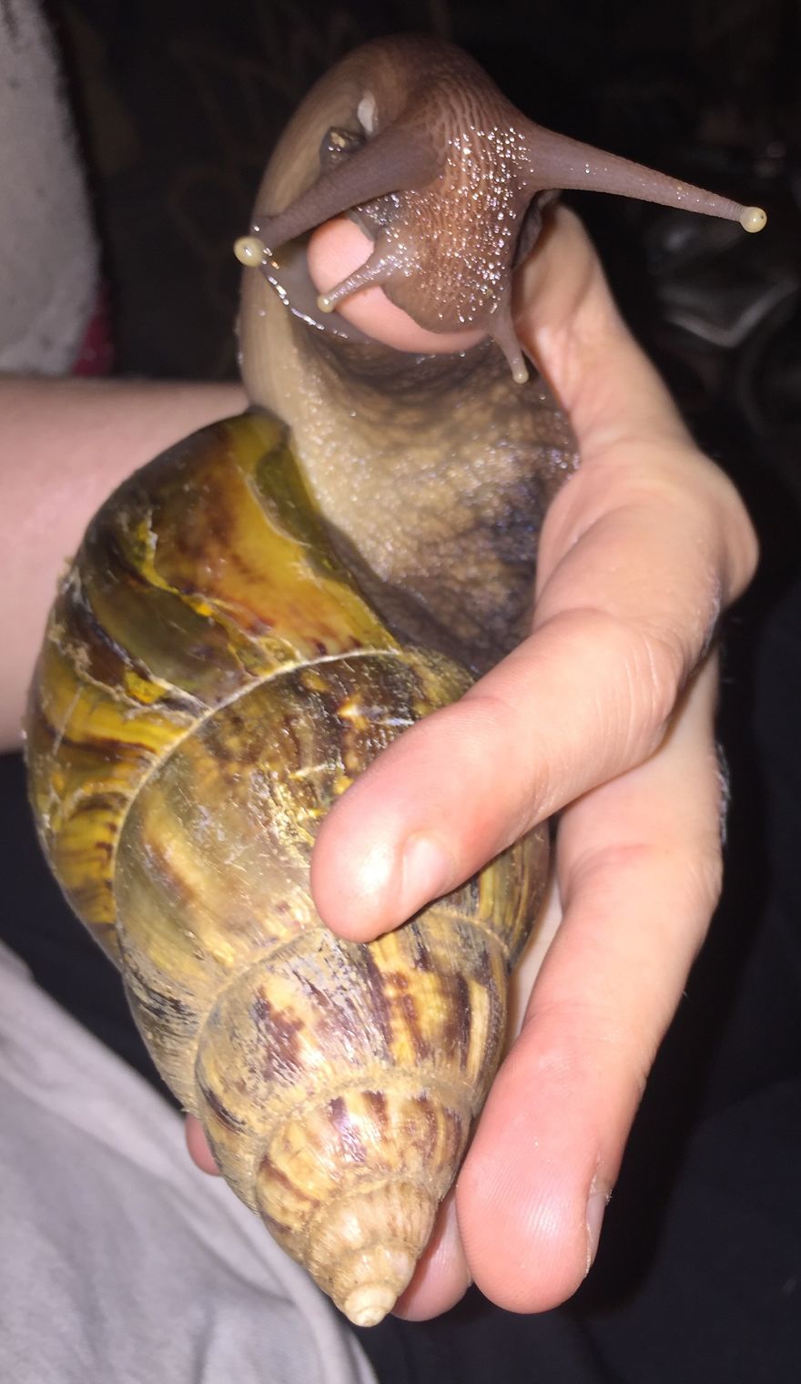 Gary The African Land Snail.