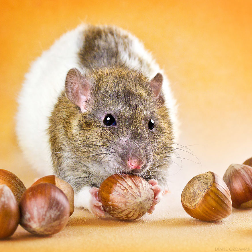 The Hazelnut Thief (Grimnir)