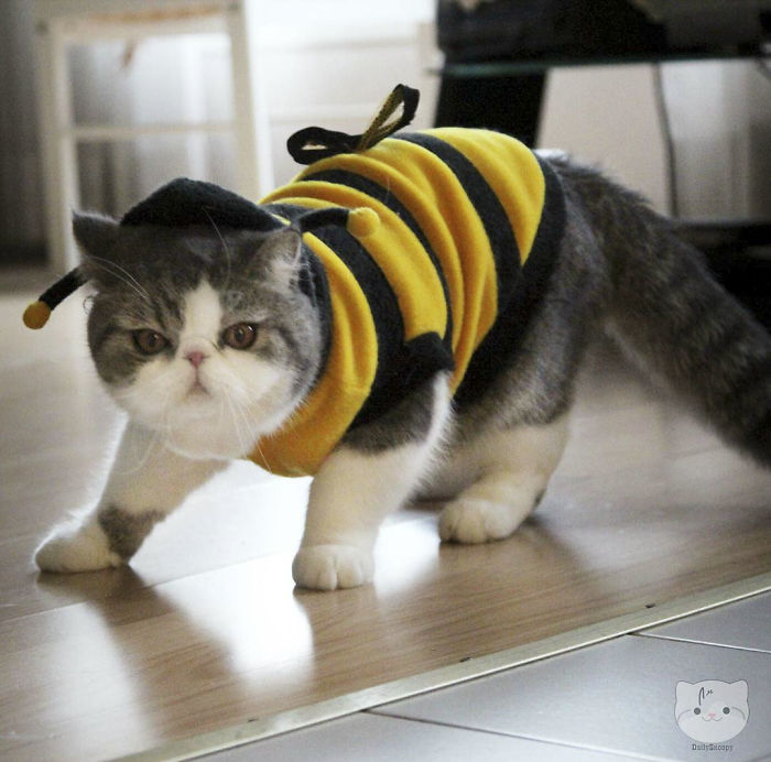 Buzzing All Day For Treats