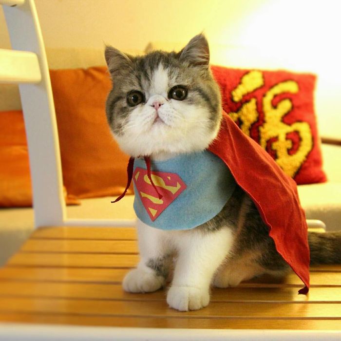 Cat Of Steel