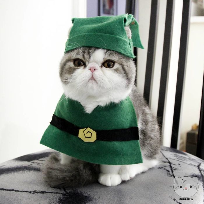 No Princess Will Be Saved By This Grouchy Zelcat