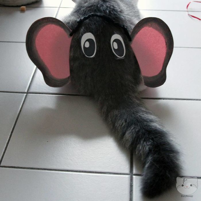 Domestic Pet Elephant