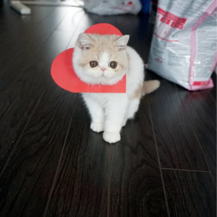 First Meowlentine With The World