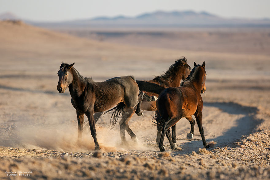 I Met A Fading Myth In Namibia And It Broke My Heart