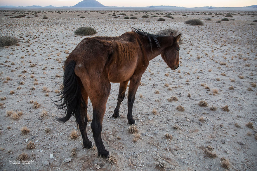 I Met A Fading Myth In Namibia And It Broke My Heart I Met A Fading Myth In Namibia And It Broke My Heart