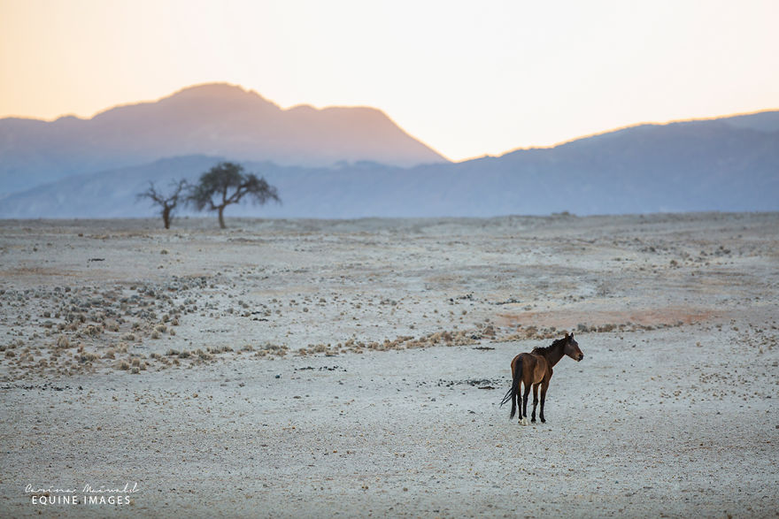 I Met A Fading Myth In Namibia And It Broke My Heart