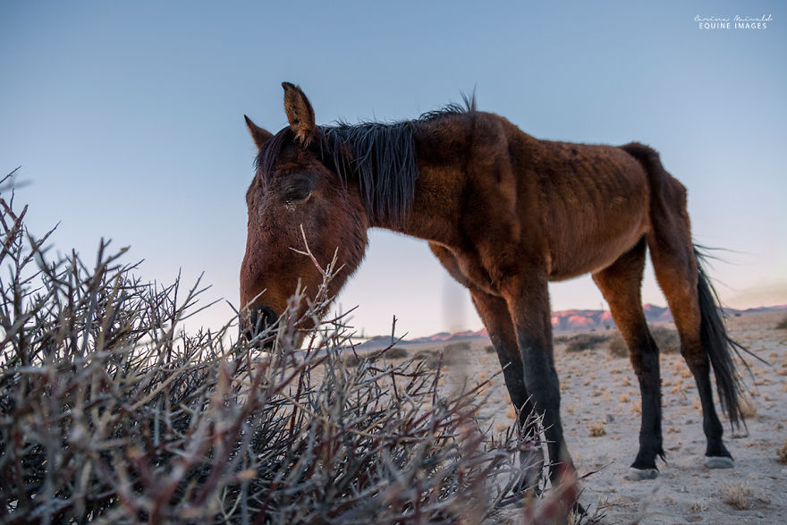 I Met A Fading Myth In Namibia And It Broke My Heart I Met A Fading Myth In Namibia And It Broke My Heart