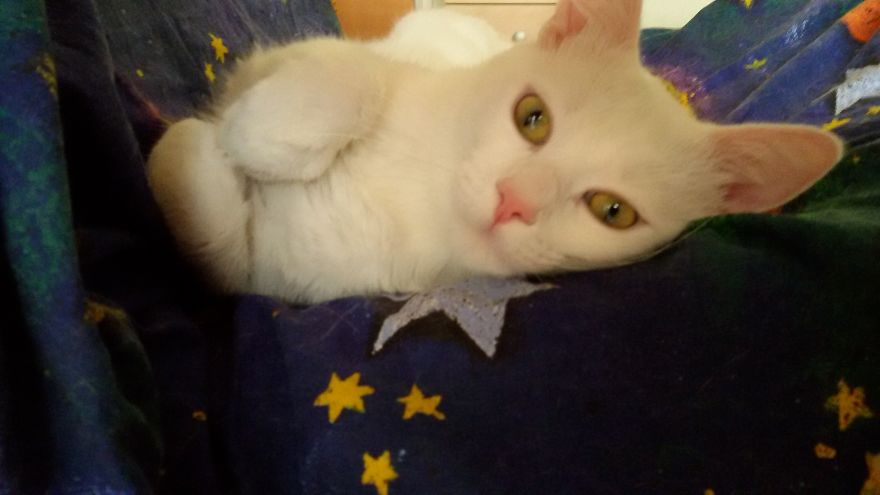 I Promise You This Is Not Catsorcism I Promise You This Is Not Catsorcism