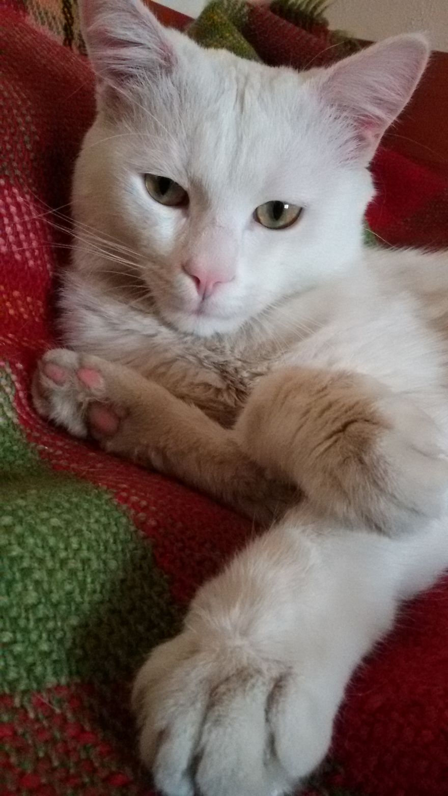 I Promise You This Is Not Catsorcism