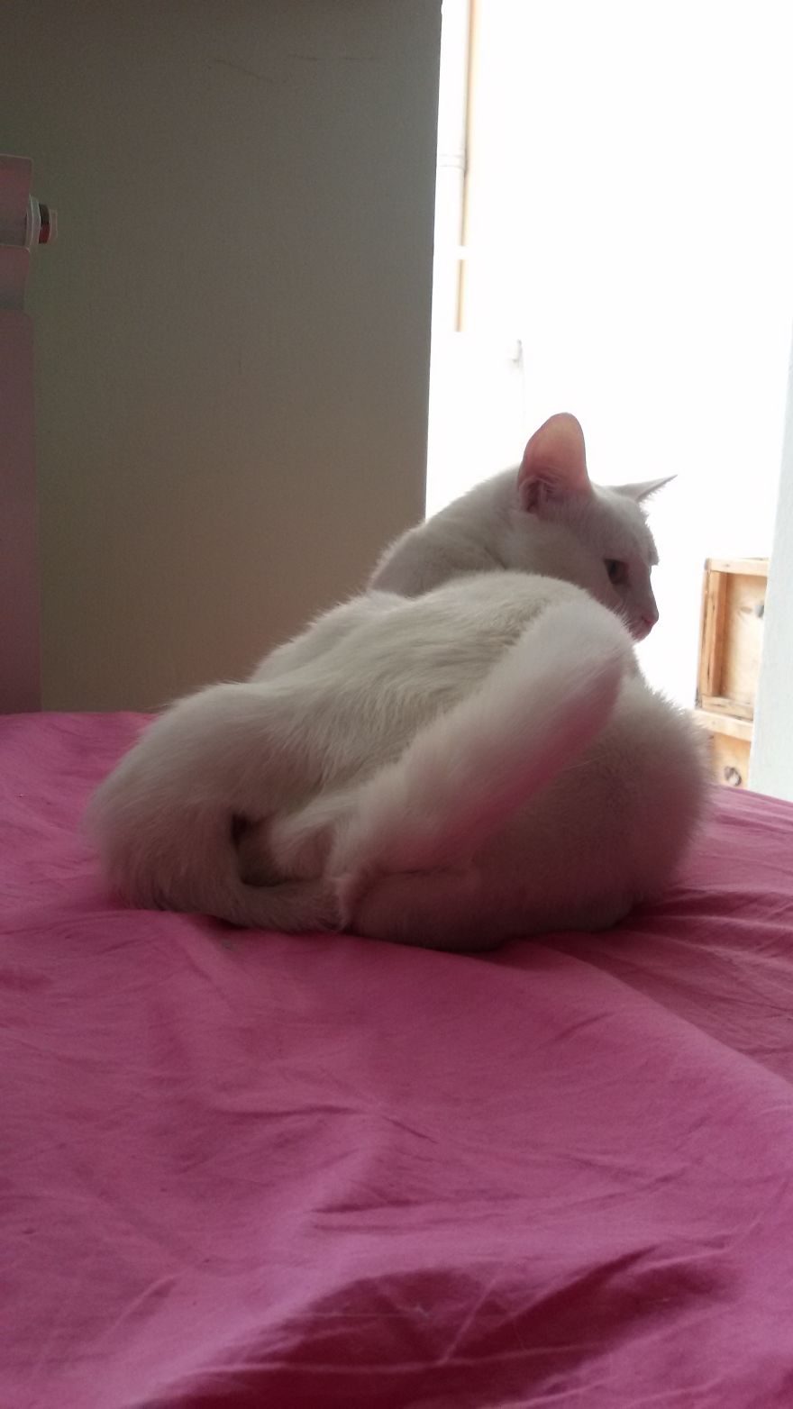 I Promise You This Is Not Catsorcism