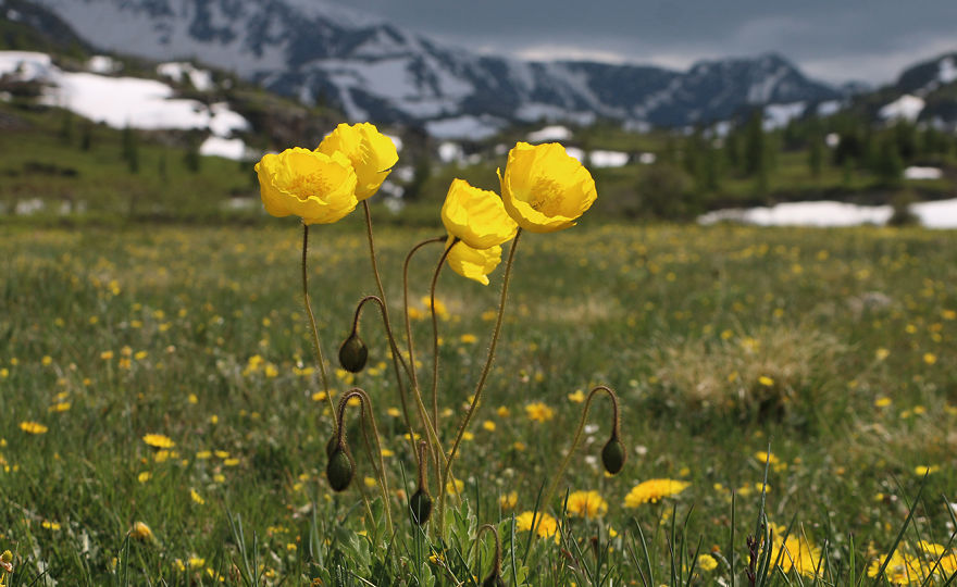 I Traveled To Mongolian Altai Mountains I Traveled To Mongolian Altai Mountains