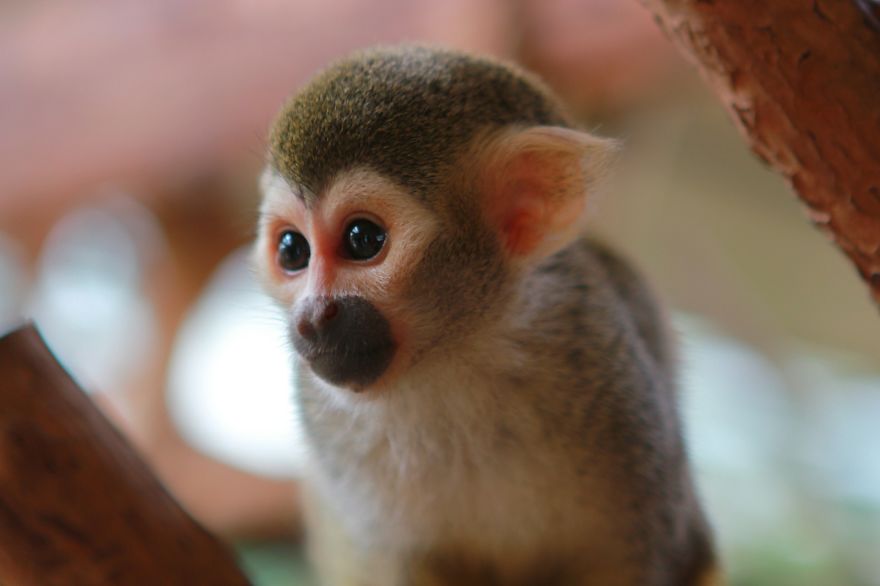 I Made This Project To Show That The Zoos Are Prison