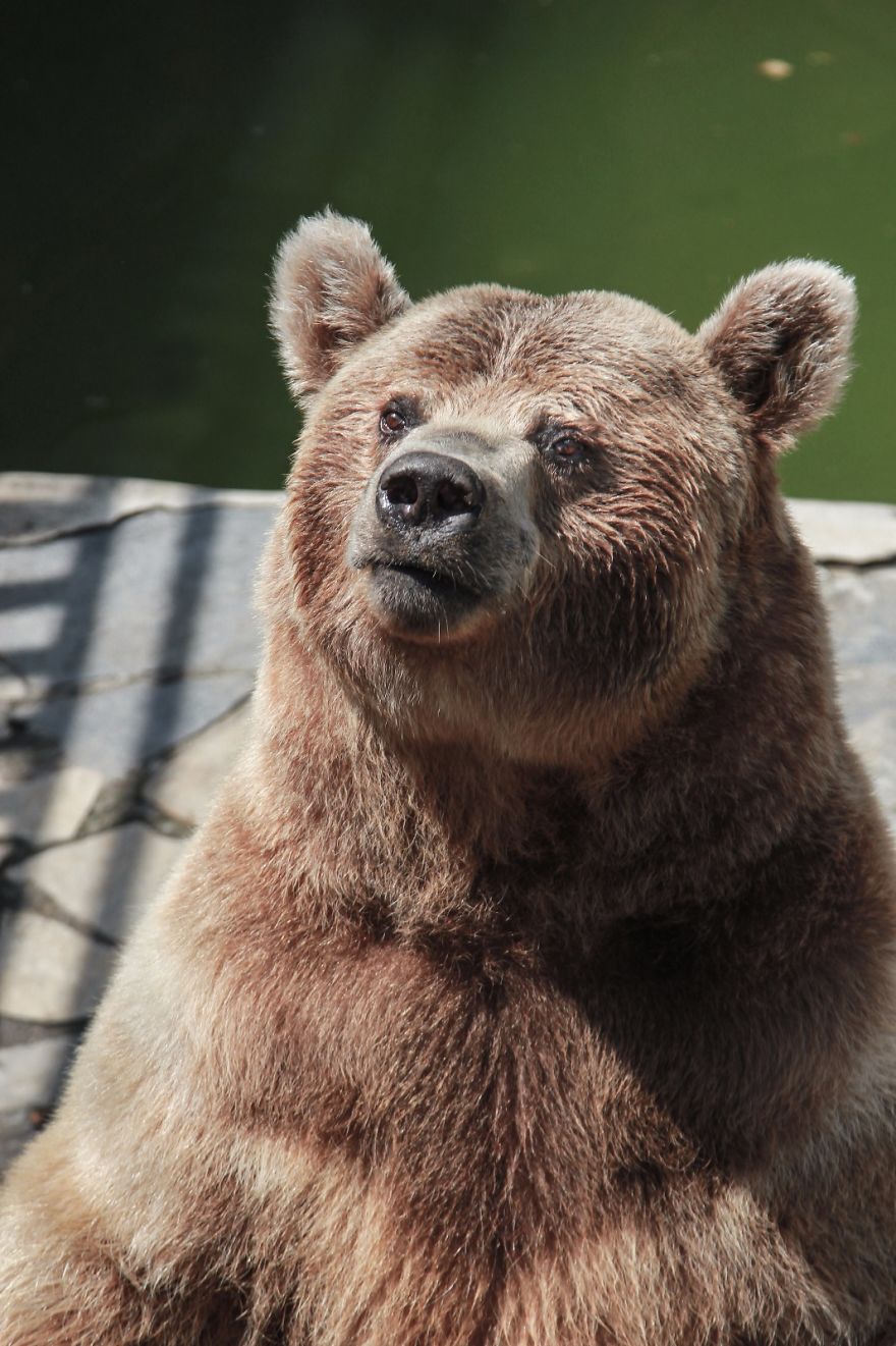 I Made This Project To Show That The Zoos Are Prison