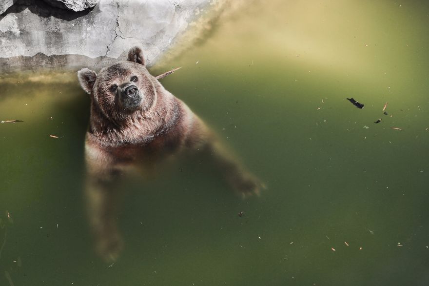 I Made This Project To Show That The Zoos Are Prison