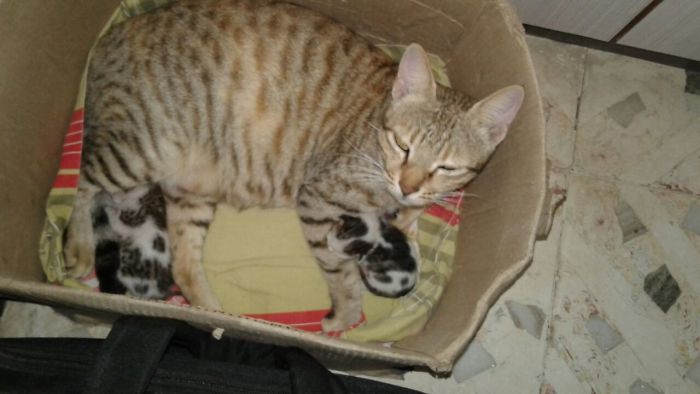 If I Fits Might As Well Have Kids