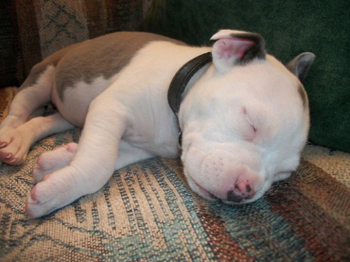 Okay Try Again Meeka 6 Weeks And Now 7 Years Young