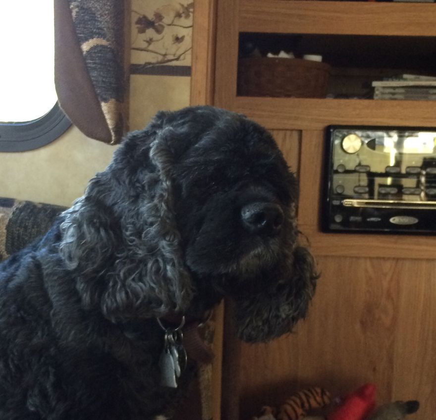 Black Jack, 10 (we Think - Rescue), Middletown, Md