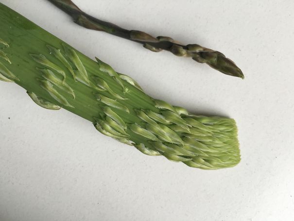 8 Asparagi In One!!!