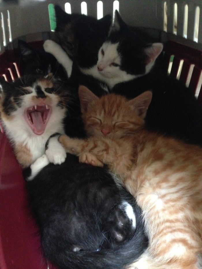 If Six Kitties Fit...