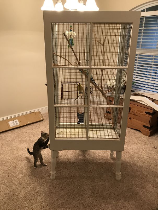 Just Brought The Birdcage To The New House...these Two...